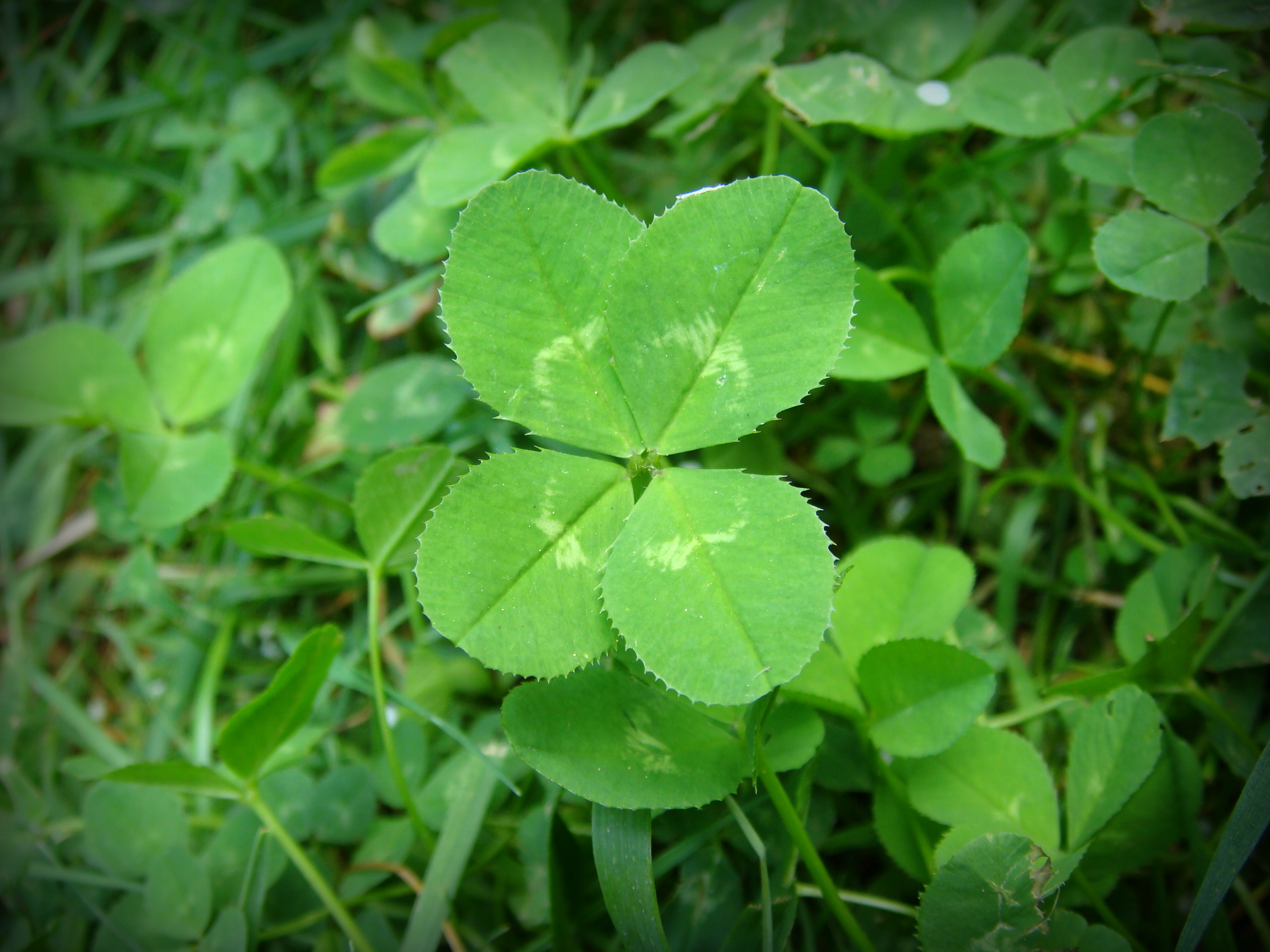 Shamrock Sprint image