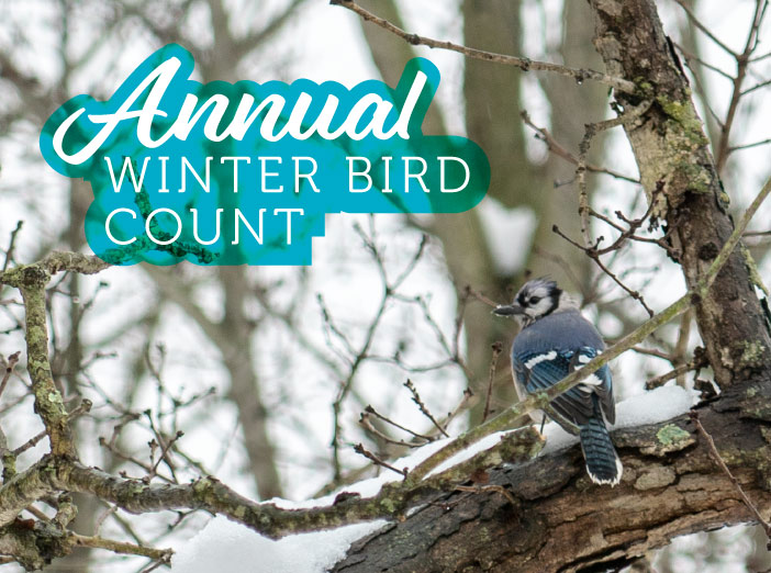Winter Bird Count image