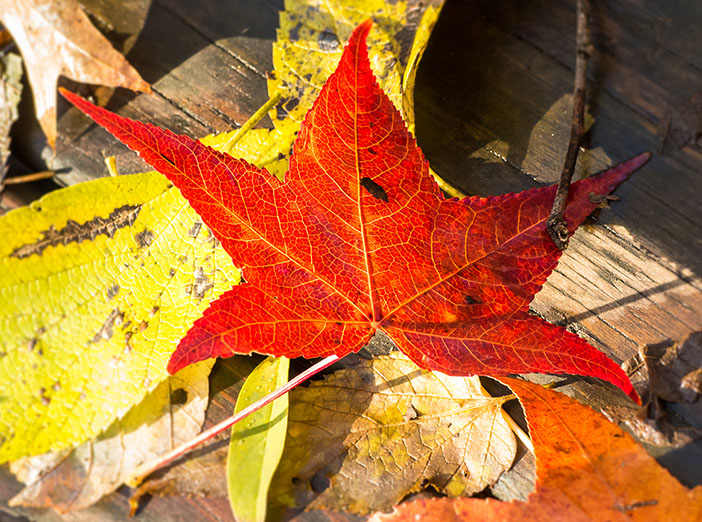 Great Parks of Hamilton County - Naturalist Programs