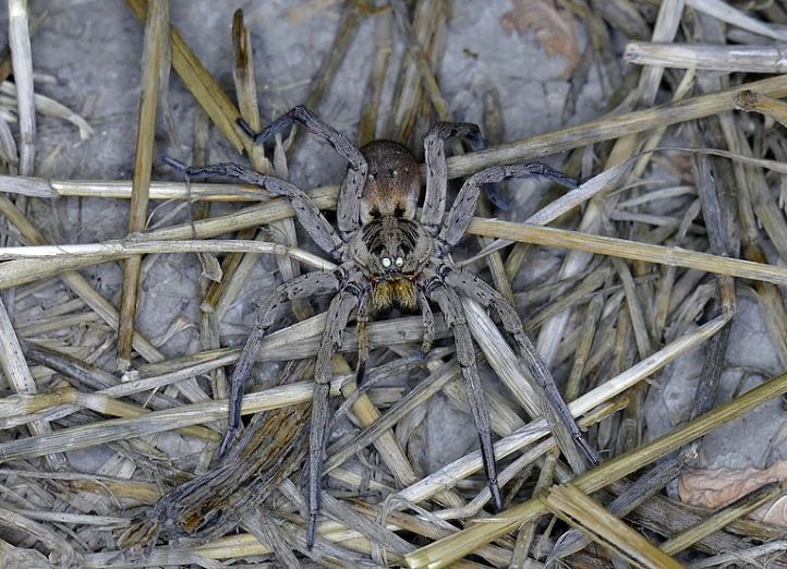 Searching for Spiders image