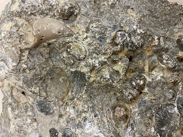 Fossil Discovery image